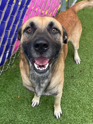 King, German Shepherd Dog Mix, adult, available for adoption