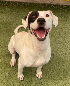 Playdoe, Mixed Breed, adult, available for adoption