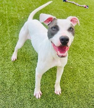 Patcharina, Mixed Breed, young, available for adoption