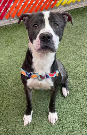A black and white dog with a colorful harness sitting on green artificial turf.