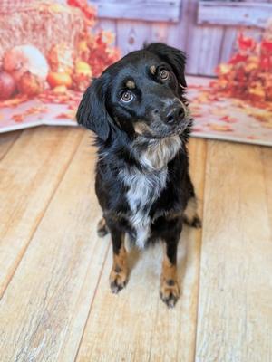 Mazie, Australian Shepherd Mix, adult, available for adoption