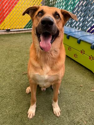 Biscuit, Mixed Breed, adult, available for adoption