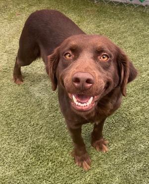 A brown dog standing on green artificial grass, looking up with a happy expression.