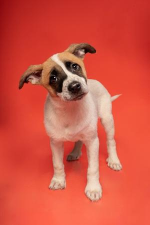 a white and brown puppy with floppy ears standing on a red background
