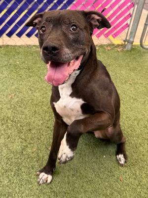 Mitzi, Mixed Breed, senior, available for adoption