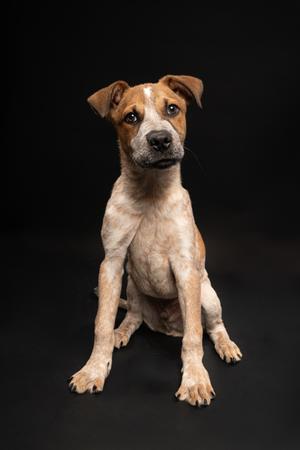 A brown and white dog sitting on a black background
