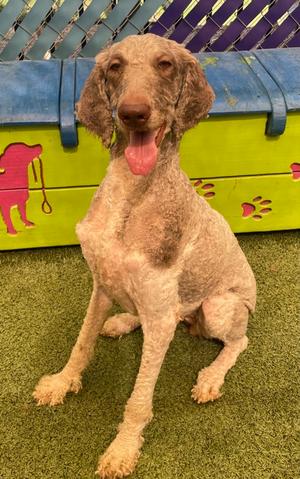 Eleanor, Poodle - Standard Mix, adult, available for adoption