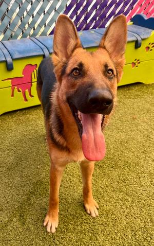Gunther, Mixed Breed, young, available for adoption