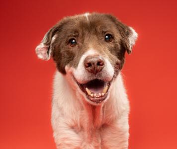 Patch, Mixed Breed, adult, available for adoption