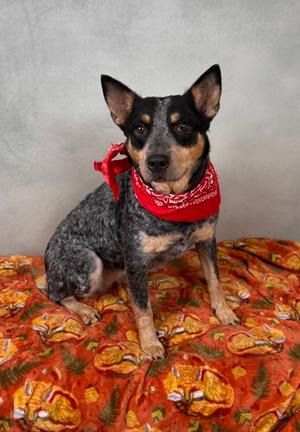 Faith, Australian Cattle Dog Mix, adult, available for adoption