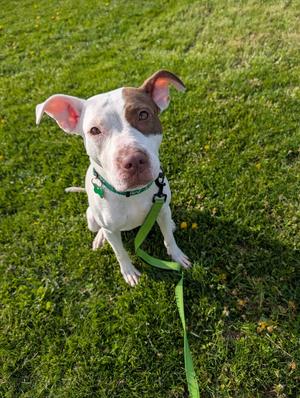 Chloe, Terrier/Mix, adult, available for adoption
