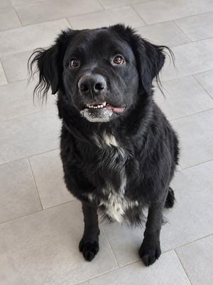 Bacchus, Labrador Retriever/Mix, adult, available for adoption