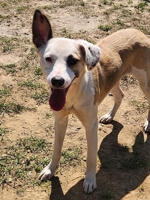 Norie, Husky/Mix, adult, available for adoption