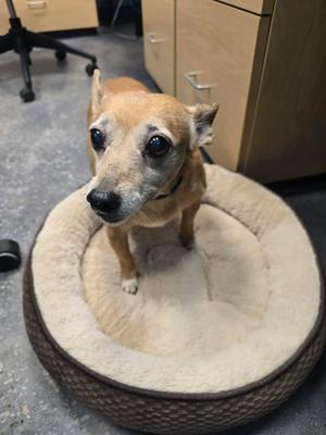 Wally, Chihuahua/Mix, senior, available for adoption