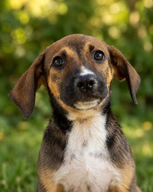 Griffen, Terrier/Mix, puppy, available for adoption