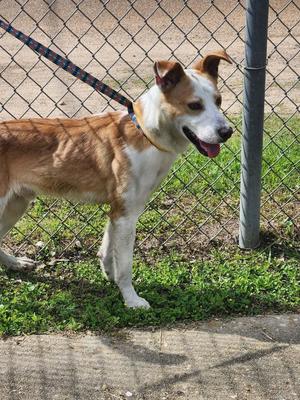 Gomer, Australian Cattle Dog/Blue Heeler/Mix, adult, available for adoption