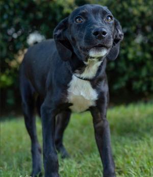 black and white dog standing on grass