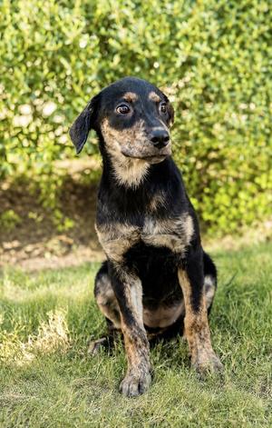 Josie, Hound/Shepherd, puppy, available for adoption