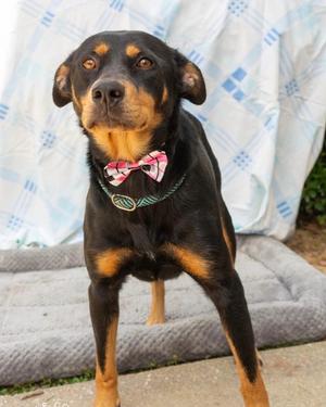 Harper, Australian Kelpie/Mix, adult, available for adoption