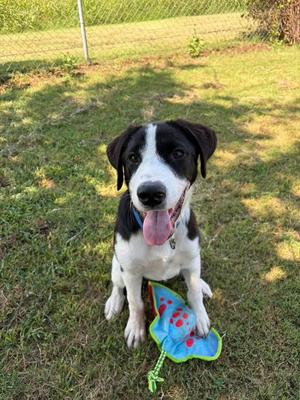 Poppy, Border Collie/Great Pyrenees, adult, available for adoption