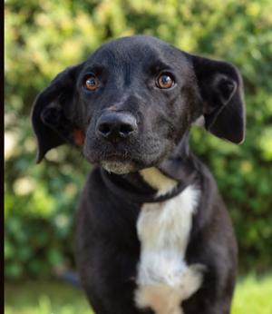 Beemer, Labrador Retriever/Mix, adult, available for adoption