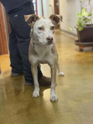 Winny, Heeler/Hound, adult, available for adoption