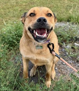 Whiskey, Australian Shepherd/Mix, adult, available for adoption