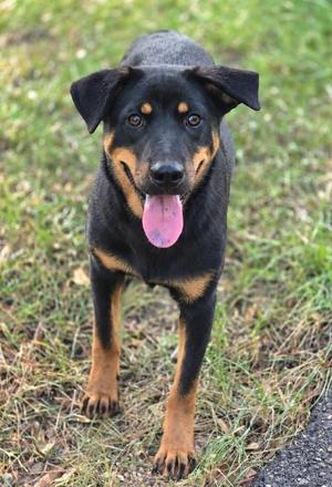 A black and tan dog with a pink tongue sticking out, standing on grass.