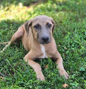 Aaron, Hound/Labrador Retriever, adult, available for adoption
