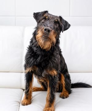 A black and tan dog sitting on a white couch.