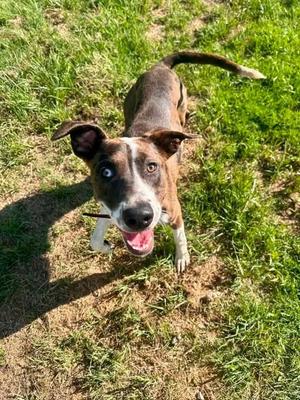 Diana, Catahoula Leopard Dog/Mix, adult, available for adoption