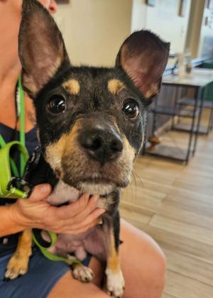 Thursday, Chihuahua/Mix, adult, available for adoption