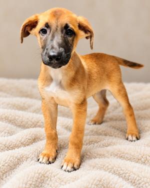 Bubba, Hound/Mix, puppy, available for adoption