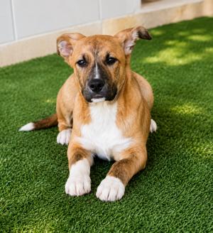Frost, Shepherd/Mix, adult, available for adoption