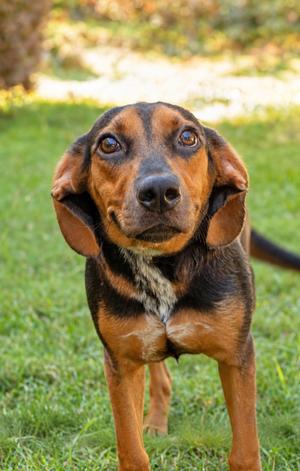 Ember, Beagle/Mix, adult, available for adoption