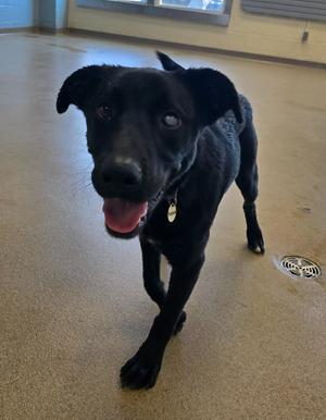 Possum, Labrador Retriever/Shepherd, adult, available for adoption
