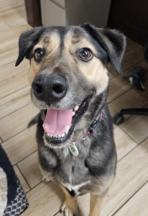 Hans, Shepherd/Mix, adult, available for adoption