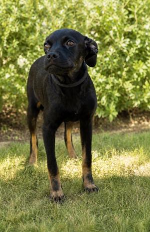 Evana, Terrier/Shepherd, adult, available for adoption