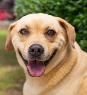 Paisley, Labrador Retriever/Mix, adult, available for adoption