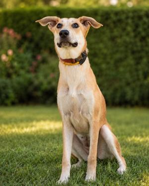 Clair, Carolina Dog/Mix, adult, available for adoption