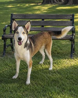 Charlie, Husky/Mix, adult, available for adoption
