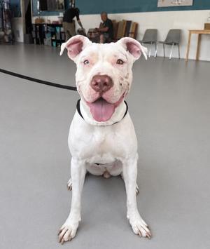 A white dog with a black collar sitting on a gray floor, looking at the camera with its tongue out.
