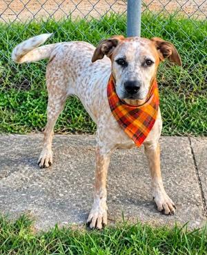 Jake, Hound/Mix, puppy, available for adoption