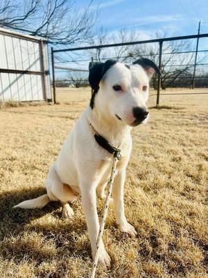 Diamond, Heeler/Mix, adult, available for adoption