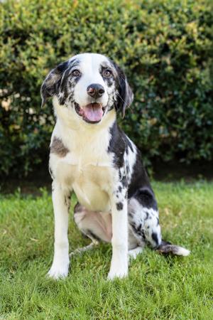 Aida, Australian Shepherd/Mix, adult, available for adoption