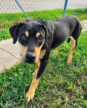 Bruce, Hound/Mix, adult, available for adoption