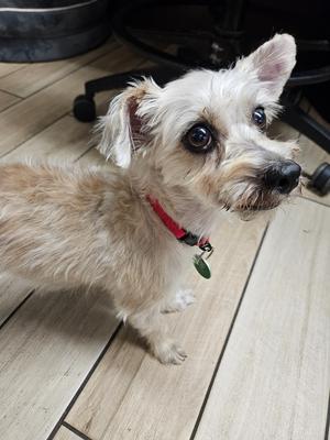Blizzard, Yorkshire Terrier Yorkie/Mix, adult, available for adoption
