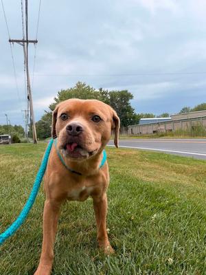 Sammy, Labrador Retriever/Mix, adult, available for adoption