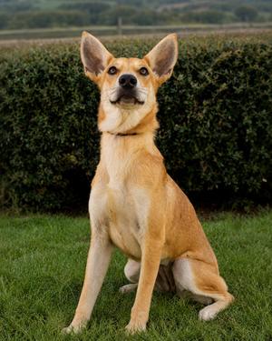 Blair, Carolina Dog/Mix, adult, available for adoption