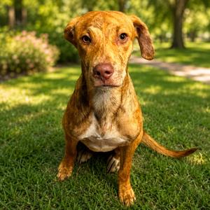 Chloe, Plott Hound/Mix, adult, available for adoption